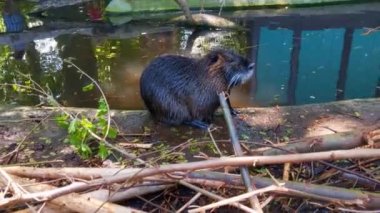 A nutria sits on the bank of the water and washes. The otter is washing