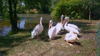 Pink pelicans stand on the shore of the lake