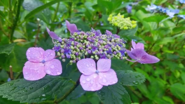 Primer Plano Una Hortensia Floreciente Parque — Vídeos de Stock