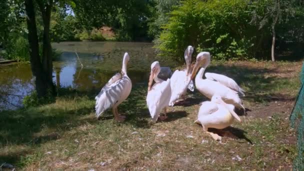 Pink Pelicans Stand Shore Lake — Vídeos de Stock