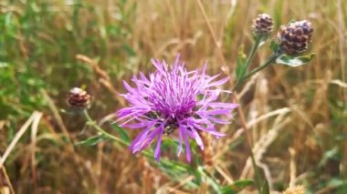 Close-up on a wild flower. Blooming cornflower flower in the meadow