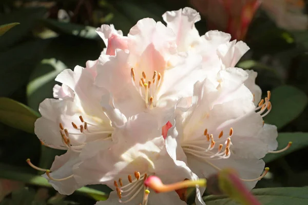 Primo Piano Ramo Rododendro Fiorito Giardino Primavera — Foto Stock