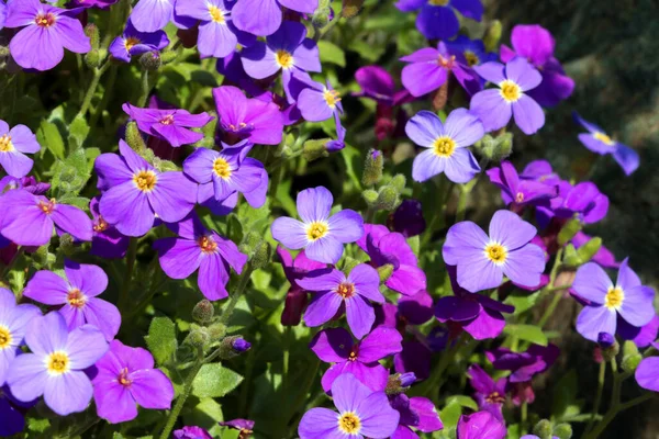 Beautiful Perennial Purple Flowers Bloom Flower Bed Park — Stockfoto