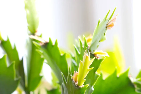 Beautiful Houseplant Decembrist Blooms Winter —  Fotos de Stock