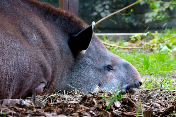Обыкновенный Тапир Вид Млекопитающих Семейства Тапиров Большой Тапир — стоковое фото