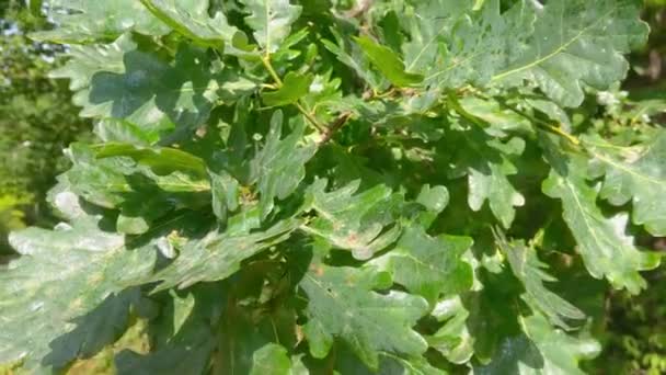 Green Leaves Oak Branch Park — Stock video