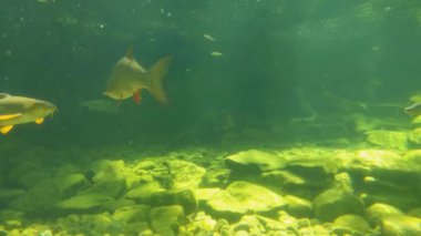 Beautiful different small fish swim at the bottom of a lake or river, underwater photography of fish. Sea life