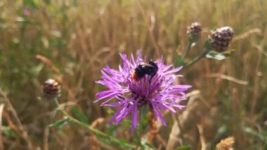 A bee sits on a flowering cornflower. A bee collects nectar from flowers. Pollination of flowers by bees