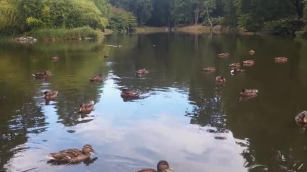 Wild Ducks Swim Pond Park — 비디오