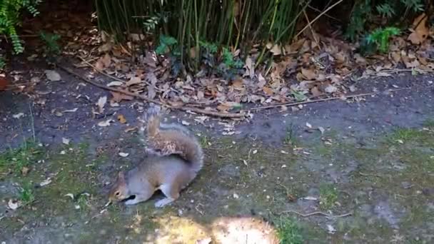 Close Squirrel Looking Food Ground — Stockvideo