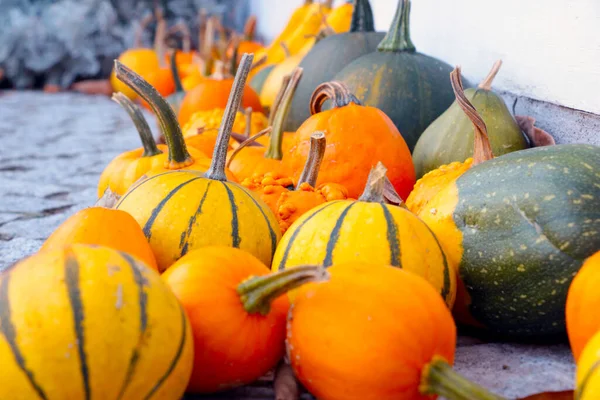 Beautiful bright harvested pumpkin. Preparing for Halloween. Harvesting in the countryside