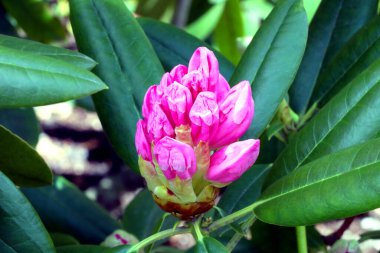 İlkbaharda parktaki çiçek açan bir rhododendron dalının yakın çekimi