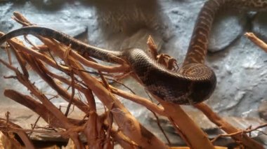 A poisonous snake crawls slowly up a tree in the wild. Wildlife. Dangerous animals and insects for people. Poison