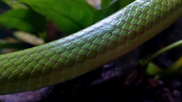 Close Texture Snake Skin Snake Moves Tree Wild — Stock video