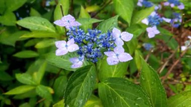 A flowering branch of purple hydrangea in the park after the rain