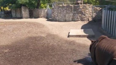 Rhinoceros being watered on a hot summer day. Animal Rescue. Drought