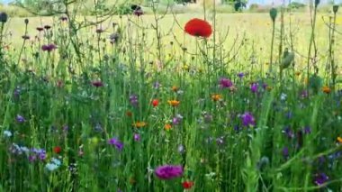 Herbs and plants in the meadow on a sunny day