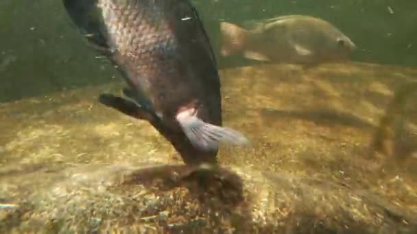 Fish Swim Bottom Lake Fish Feed Food Bottom Pond Underwater — Stock Video