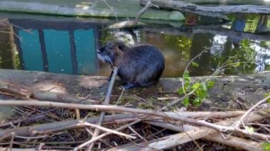 An otter sits near the pond and washes. Wild animals. Nutria close-up. Nutria or myocastor coypus, also known as nutria. The beaver is resting near the pond