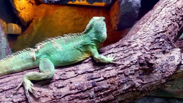 Green Lizard Chameleon Sits Tree Branch — Stock video