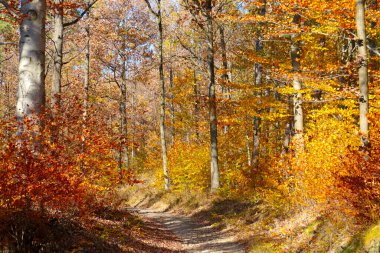 Beautiful bright yellow-red forest on a sunny autumn day