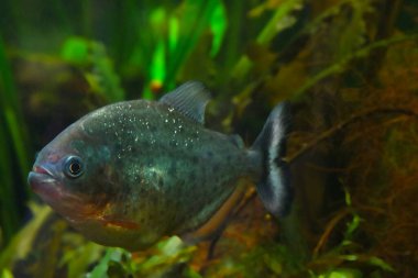 Close-up on a floating red piranha. Piranha is a species of predatory ray-finned fish from the piranha family