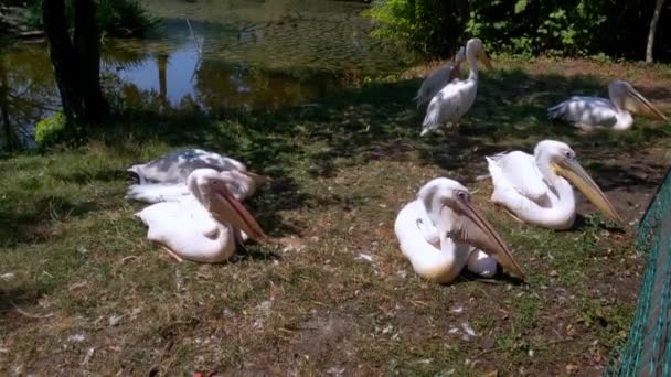 Pink Pelicans Lie Grass Pond Hot Summer Day — 비디오