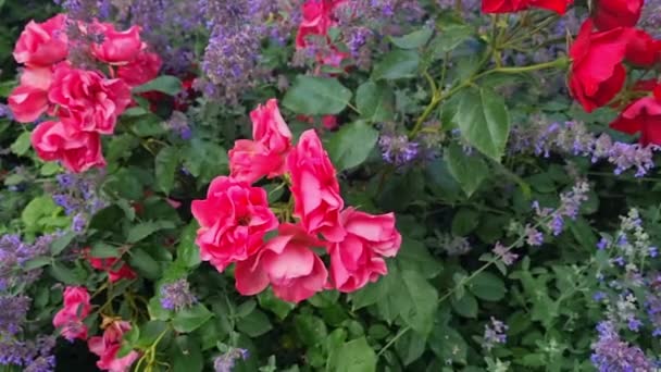 View Red Blooming Roses Garden Bush Rose — стоковое видео