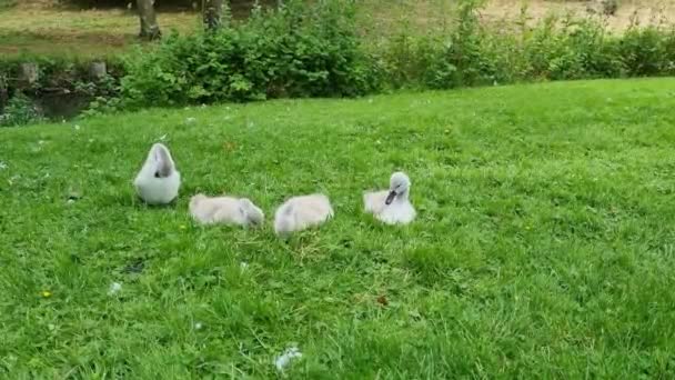Small Geese Sitting Grass Swans Wash Themselves Pluck Green Grass — Αρχείο Βίντεο