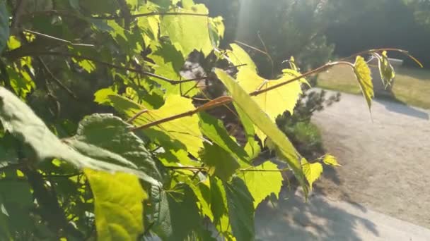 Close Green Curly Grapes Fruits Vegetables Soft Light Falls Grapes — Stok video