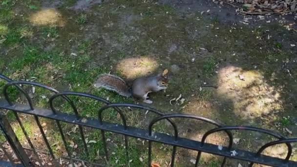 View Squirrel Park Squirrel Looking Food Ground — Stockvideo