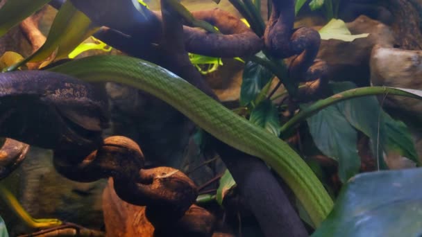 Змія Повільно Повзає Уздовж Дерева Дикій Природі Крупним Планом Лупній — стокове відео