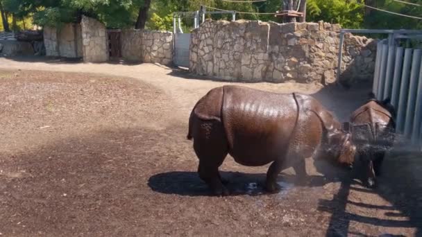 Wildlife Park Water Poured Rhinos Hot Day Rescue Wild Animals — 图库视频影像