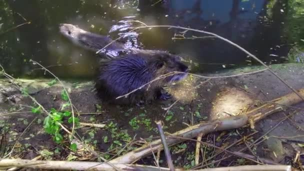 Top View Washing Nutria Water Bank Wildlife Otter — Stockvideo