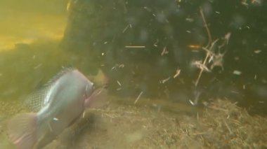 Underwater shooting of swimming fish at the bottom of the lake. The fish is eating