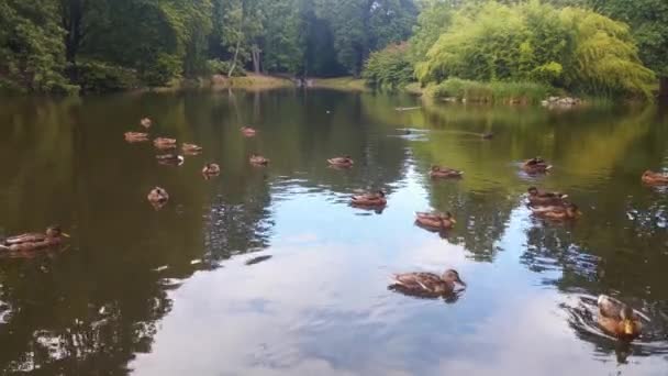 Beautiful Small Wild Ducks Swim Pond Park — Video Stock