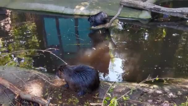 Two Otters Sit Bank Small Pond Wash Themselves Wild Nutria — Video Stock