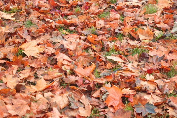 Jesienią Trawie Parku Leżą Opadłe Liście Drzew Jesienne Tło — Zdjęcie stockowe