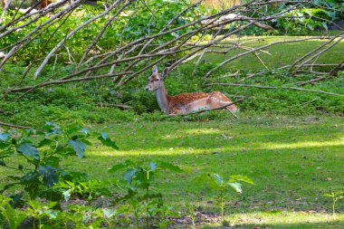 Benekli geyik, vahşi doğada bir ağacın altında çimlerin üzerinde yatıyor.