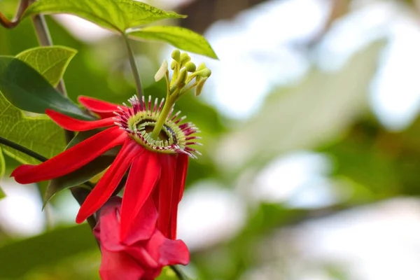 Passiflora Racemosa Red Flower Passionflower Species Flowering Plant Passifloraceae Family — Stock Photo, Image