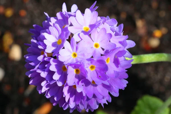 Primrose Eller Primula Ett Släkte Växter Från Familjen Primrose Heather — Stockfoto