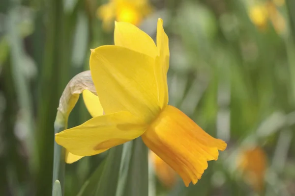 Close Narciso Amarelo Florescendo Jardim — Fotografia de Stock