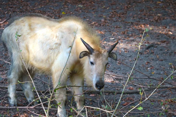 Takin Dourado Antílope Cabra Montanha Criticamente Ameaçado — Fotografia de Stock