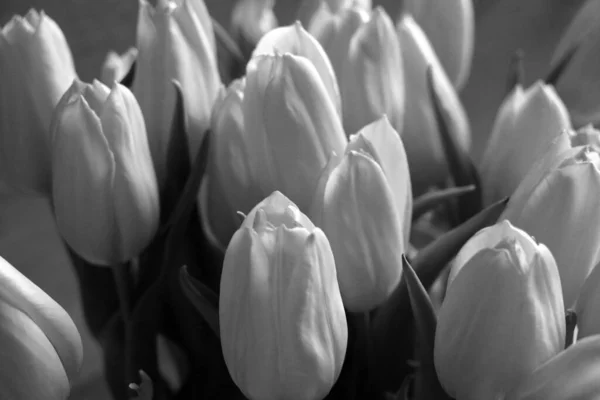 Siyah Beyaz Fotoğraf Vazoda Bir Buket Taze Lale — Stok fotoğraf