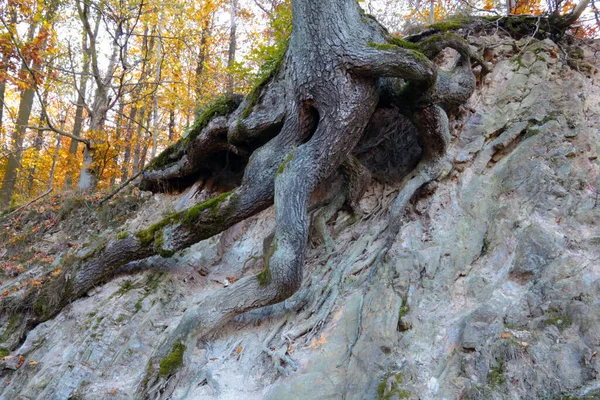 Taştan Çıkan Bir Ağaç Gövdesinin Köklerine Yakın Çekim — Stok fotoğraf