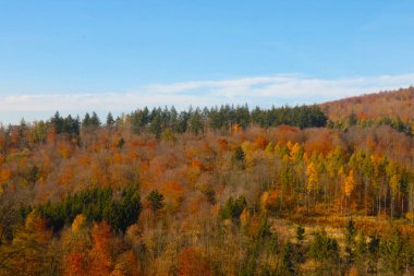Sonbaharda sarı-kırmızı ormanın insansız hava aracı görüntüsü. Doğa geçmişi. Görünüm ve kuş bakışı