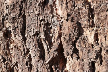 Eski ağaç gövdesinin manzarası. Ahşap dokular. Ağaç arkaplanı