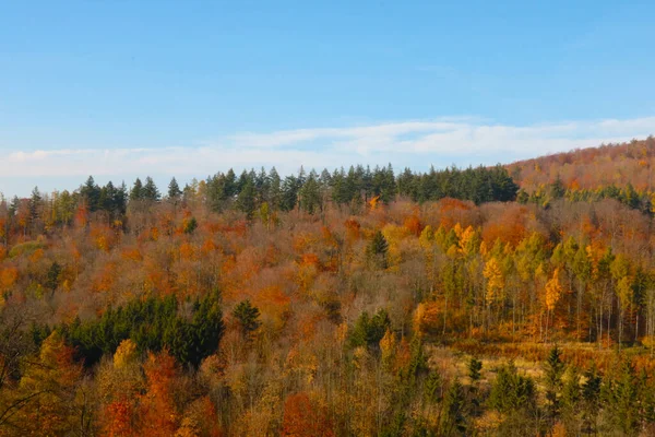 Drone view of the yellow-red forest in autumn. Nature background. View and bird\'s eye view