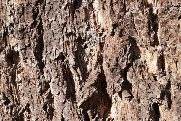 Вид Старый Ствол Дерева Текстура Дерева Дерево Фон — стоковое фото