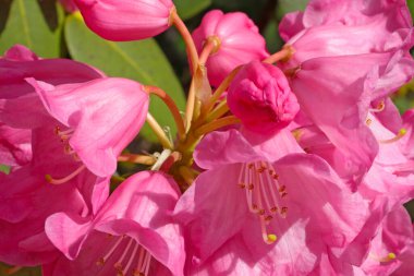 Parktaki pembe çiçekli rhododendron dalına yakın plan. Doğa arkaplanı